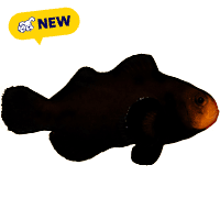 ORA Midnight Clownfish