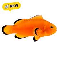 ORA Naked Ocellaris Clownfish