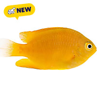 ORA Golden Damselfish