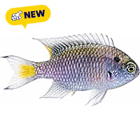 ORA Regal Damselfish