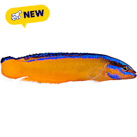 ORA Neon Dottyback