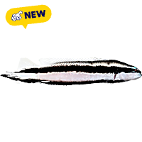 ORA Striped Dottyback