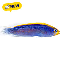 ORA Sunrise Dottyback