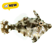 ORA Aiptasia Eating Filefish