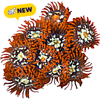 ORA Orange Zoanthid