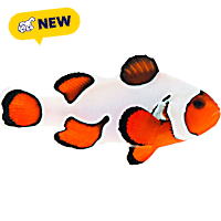 ORA Premium Gladiator Clownfish