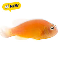 ORA Orange Skunk Clownfish