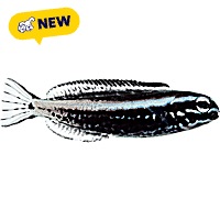 ORA Kamohora Blenny