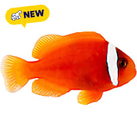 ORA Tomato Clownfish