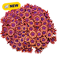 ORA Red Flowerpot Goniopora Coral