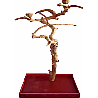 A&E Cage Company Medium Java Wood Boxed Tree