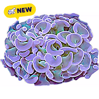 ORA Hammer Coral