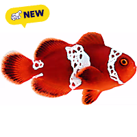 ORA Lightning Maroon Clownfish