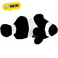 ORA Black Ocellaris Clownfish