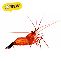 ORA Peppermint Shrimp