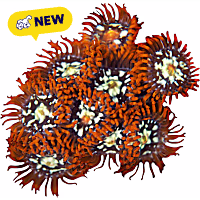 ORA Orange Zoanthid