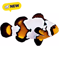 ORA Black Ice Clownfish