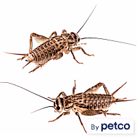 Vita-Bugs Live Crickets - Count of 40