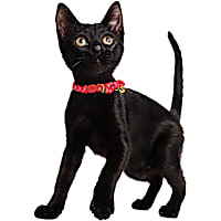 YOULY Valentine's Breakaway Cat Collar