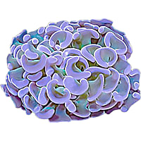 ORA Hammer Coral