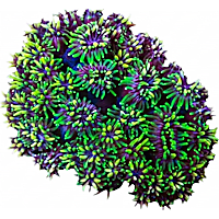 ORA Galaxea Coral