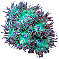 ORA Whisker Coral