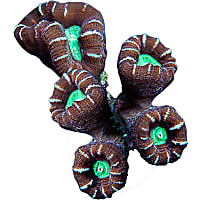 ORA Candy Cane Coral