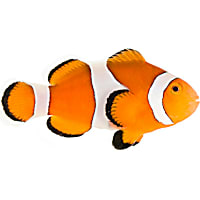 ORA Ocellaris Clownfish