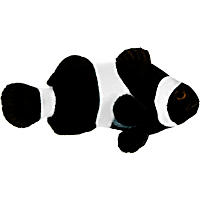ORA Black Ocellaris Clownfish