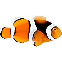 ORA True Percula Clownfish