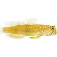 ORA Watchman Goby