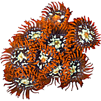 ORA Orange Zoanthid