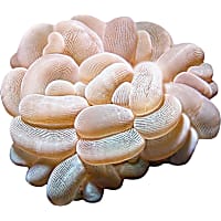ORA Bubble Coral