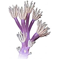 ORA Vargas Cespitularia Coral