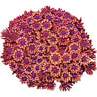 ORA Red Flowerpot Goniopora Coral
