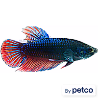Male King Betta