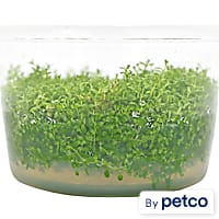 Micranthemum calitrichoides - Tissue Culture Aquarium Plant