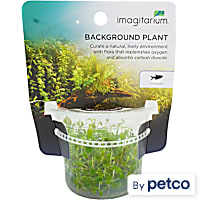 Ludwigia repens - Tissue Culture Aquarium Plant