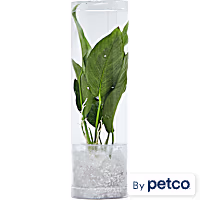 Anubias congensis - Aquarium Tube Plant