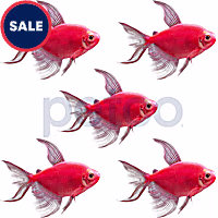 Starfire Red Longfin GloFish Tetra
