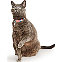 YOULY Rose Kitten & Cat Collar