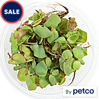 Phyllanthus Fluitans "Red Root Floater"
