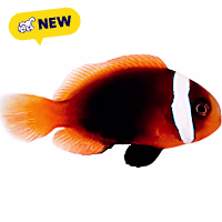 ORA Cinnamon Clownfish