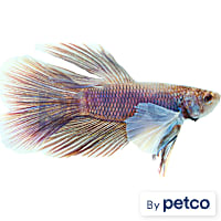 Male Elephant Ear Betta