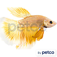 Male Rose Gold Betta