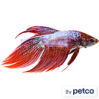 Male Dragonscale Betta