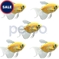 Sunburst Orange Longfin Tetra - 5 Pack