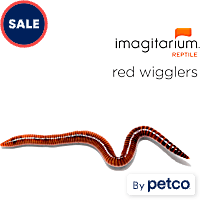 Red Wigglers