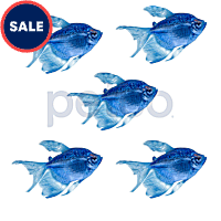 Cosmic Blue Longfin Tetra GloFish
