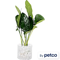 Anubias Nana - Small, 5pk